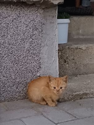 Mešanac, mače
