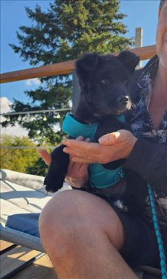 Mešanac, puppy