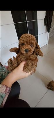 Teacup pudla i toy pudla crvena parti