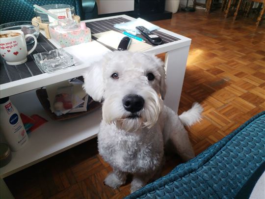 Akica Aki ljubav draga