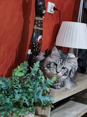 Maine Coon , mlada mačka