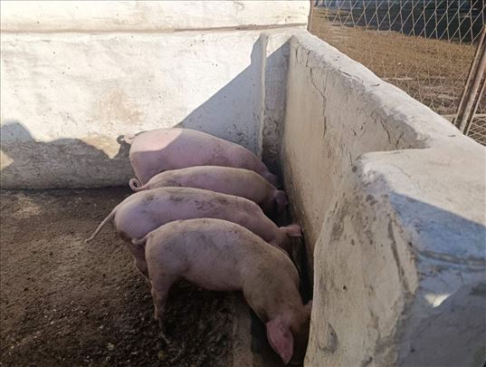 Prasići na prodaju