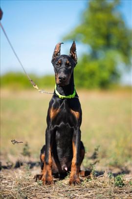 Doberman , štene