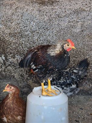 Domaći pilići dva meseca stari
