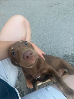 Labrador retriver, štene