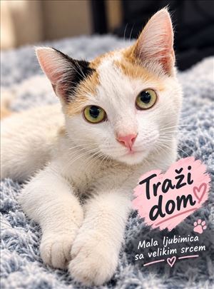 Mala lepotica traži dom