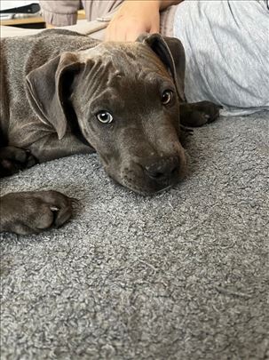 Pit bul terijer blue nose , štene