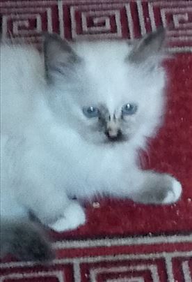 Ragdoll , mače