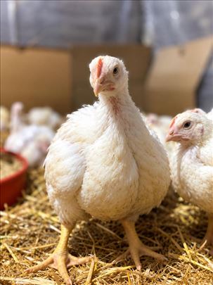 Tovni pilici za dohranu ( 450din komad) 1,5-1,8kg