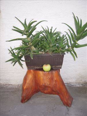 ALOJA ZELENA