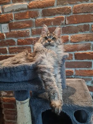 Maine Coon , mače