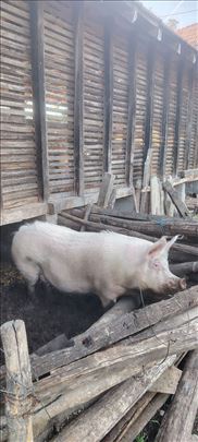 Prodajem krmacu za klanje
