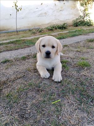 Labrador retriver, štene
