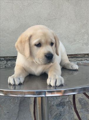 Labrador retriver, štene