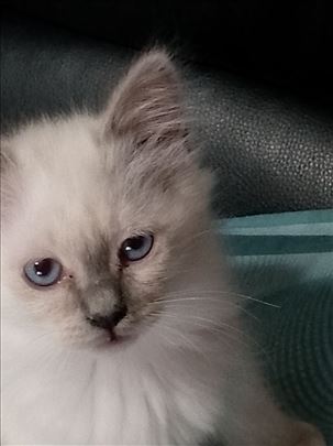 Ragdoll , mače
