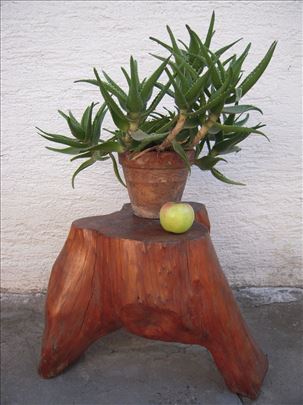 ALOJA ZELENA