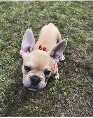 Francuski buldog, štene