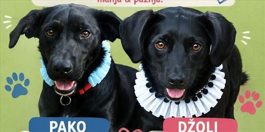 Pako i Dzoli