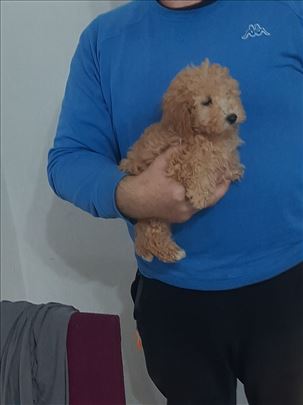 Pudla, štene
