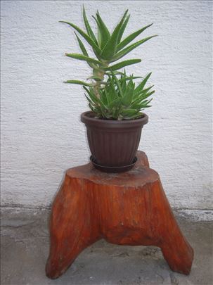 ALOJA