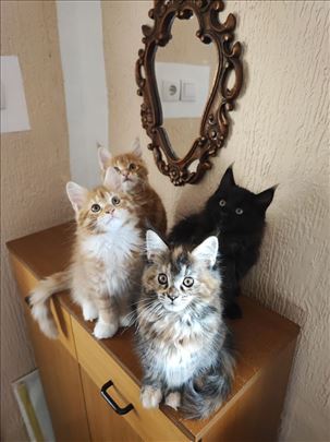 Maine Coon , mače