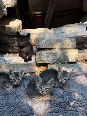 5 Beautiful Kittens Looking for Loving Home