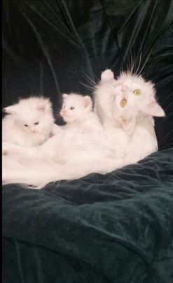 Maine Coon dečaci 