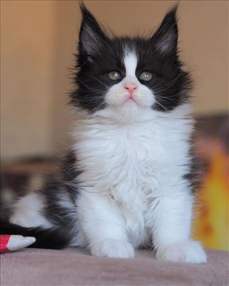 Maine Coon, mlada mačka