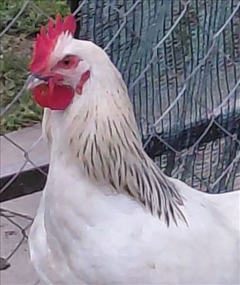 Saseks petlovi