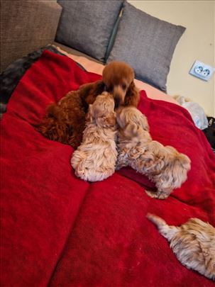 Maltipoo štenci
