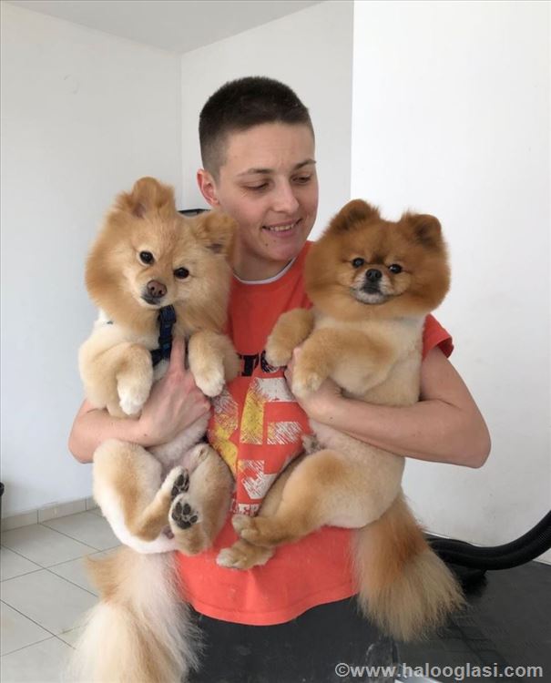 Šišanje pasa Dog Day | Halo Oglasi