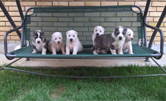 srednjeazijski ovcar alabai