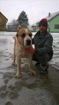 srednjeazijski ovcar alabai