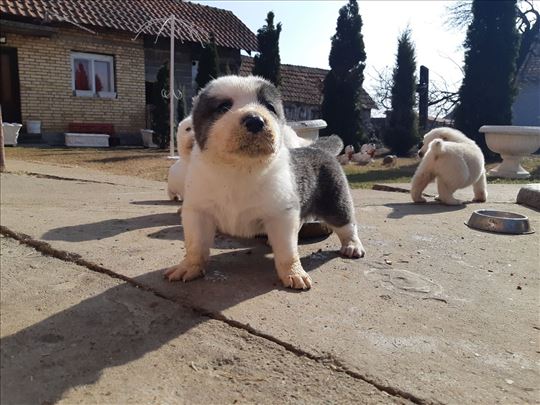 srednjeazijski ovcar alabai