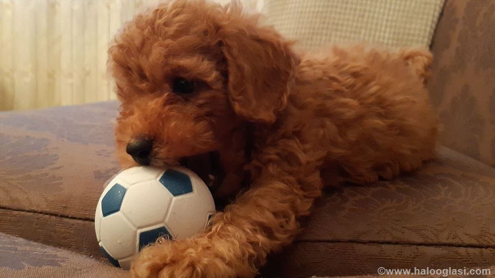 Mini ili Toy Aprikot Pudla, štene Halo Oglasi