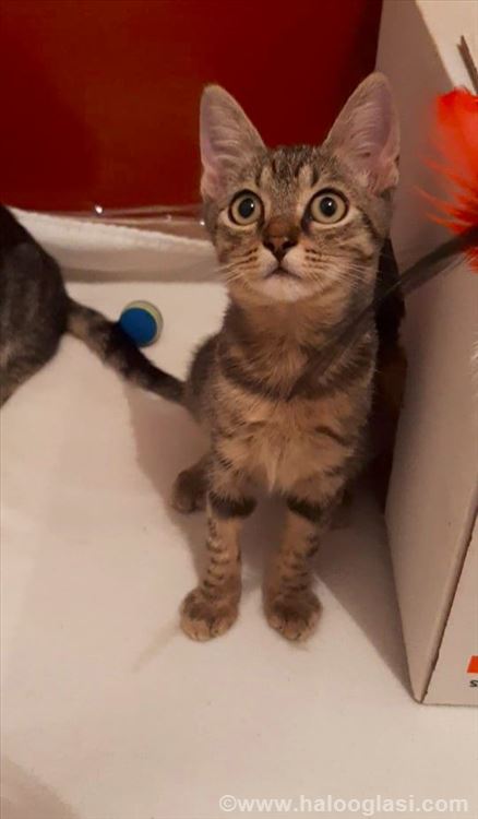 Mala lutkica LUNA mačkica od 4 meseca traži dom | Halo Oglasi