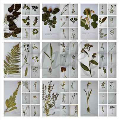 Herbarij biljke za Biljke
