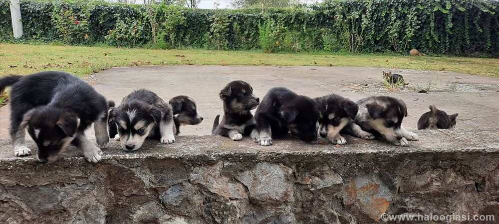 Prodaja Goberian Mix Haski I Retriver Halo Oglasi