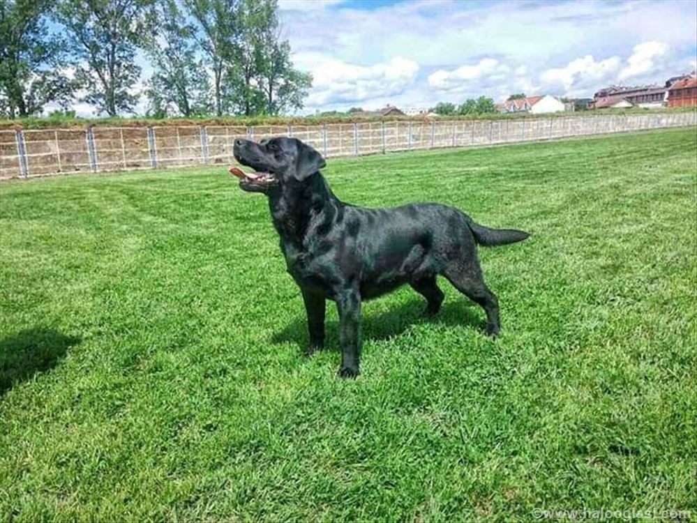 Labrador retriver, ženka Halo Oglasi