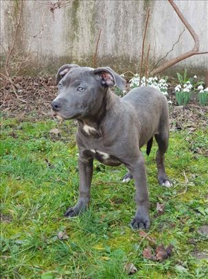 Pitbull blue hot sale nose cena