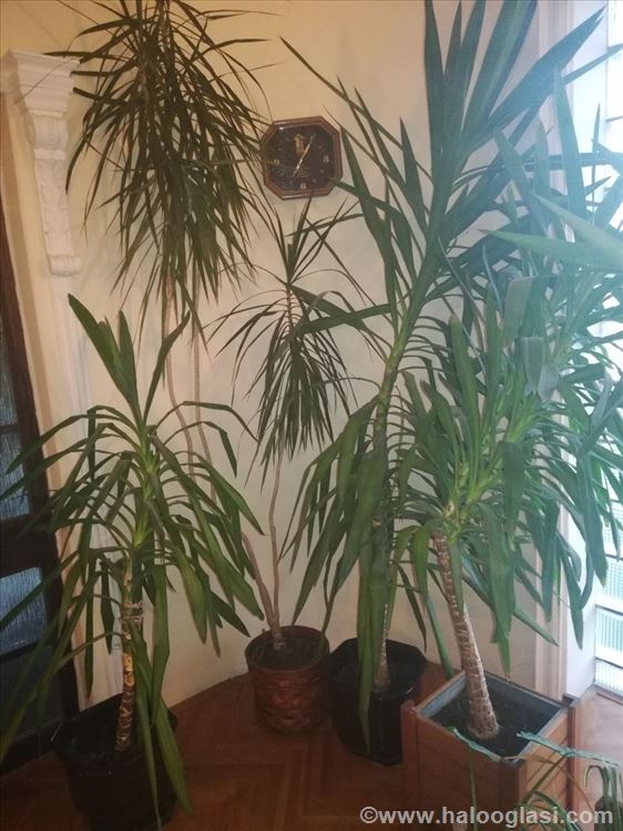 geigenfeige kaufen schweiz Ficus lyrata (Geigen-Feige) 9,99€ main image 1