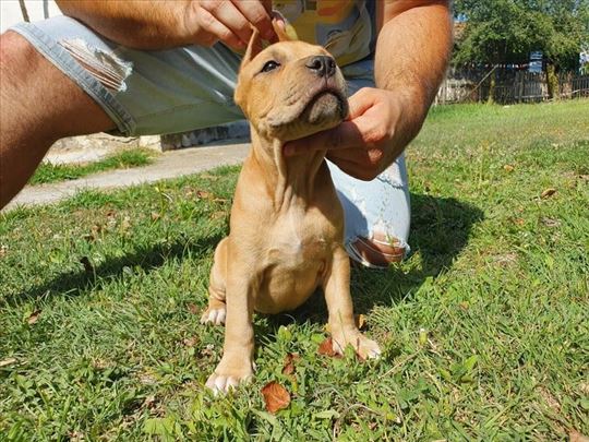 American Pitbull Blue Nose Cena Pit Bull Staffy With Kids