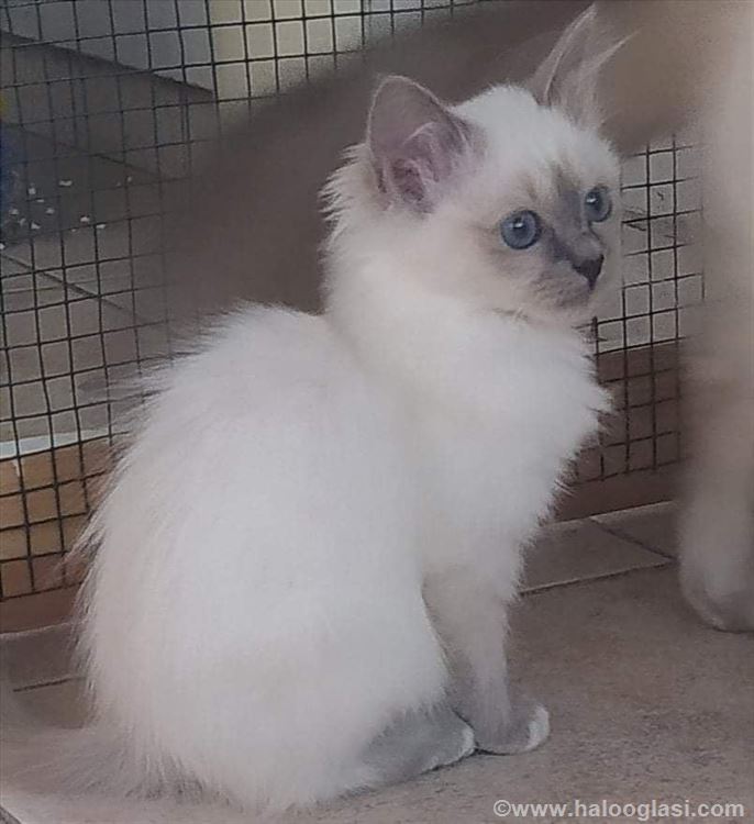Ragdoll , mače | Halo Oglasi