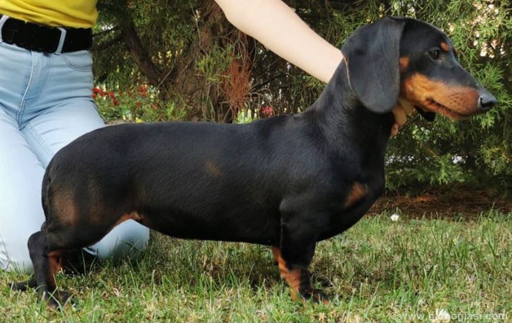 Jazavicar prodaja Halo Oglasi