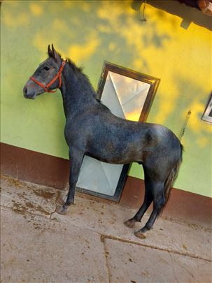 Pajisje për zbavitje në natyrë for sale in Ocala, Florida