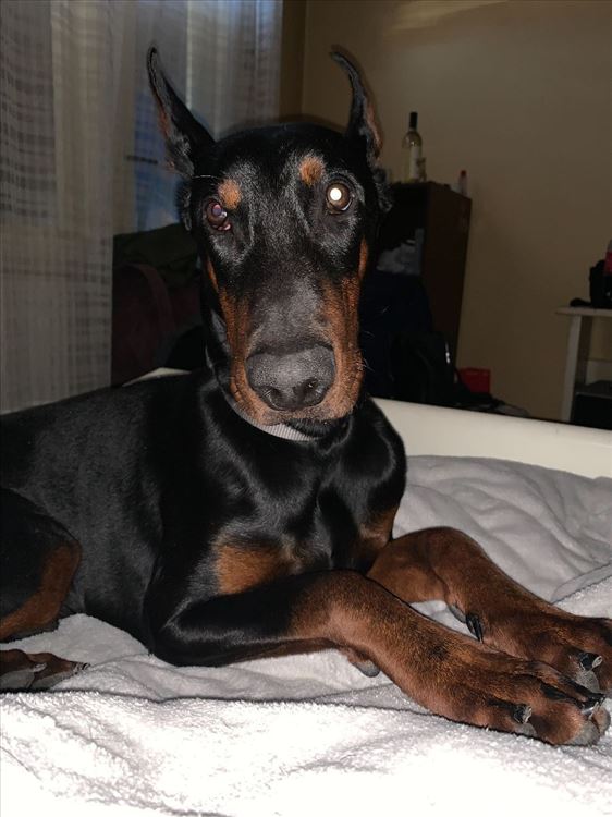 je li doberman radni pas