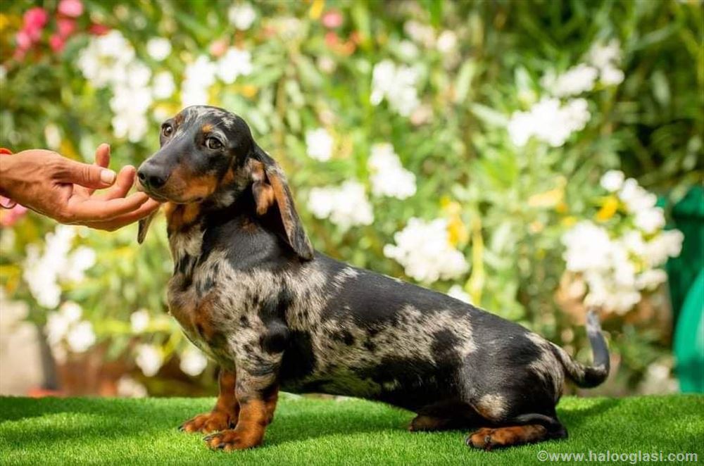 Jazavičar, odrastao pas Halo Oglasi