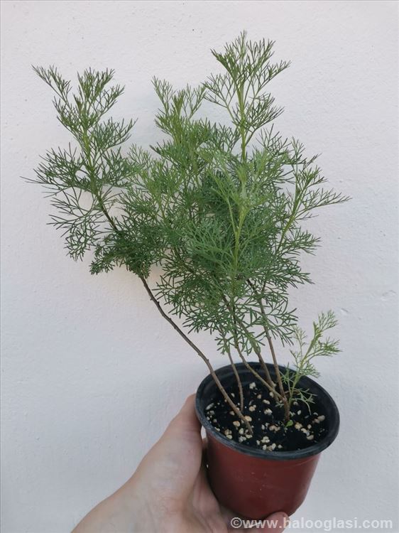 Kola Pelin Halo Oglasi