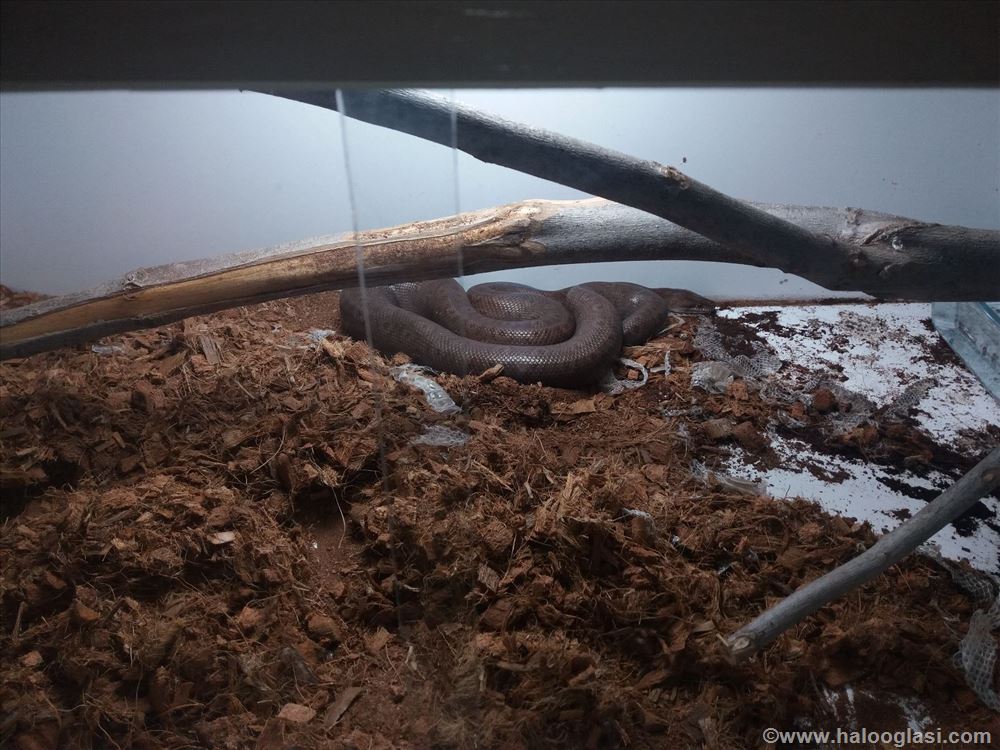Burmanski piton (Python molurus bivittatus) | Halo Oglasi