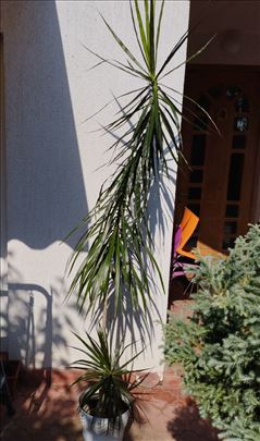 Dracena, zmajevac | Halo Oglasi